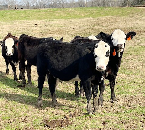 Mississippi Beef Agribition