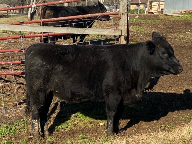 Mississippi Beef Agribition